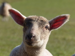 FZ004125 Close up of lamb in field.jpg